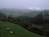 Buy Pigs Forage on a Foggy Santa Maria Island Hillside at AllPosters.com
