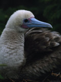 Nesting Red-Footed Boobie