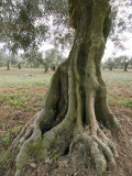 Buy Old Olive Tree in an Orchard in Provence, France at AllPosters.com