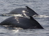 Two Humpback Whales Swim in Unison, Massachusetts