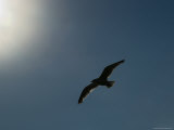 Seagull Soars against a Sunlit Blue Sky