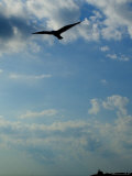 Seagull Soars over Long Island Sound and Plum Island Light