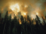Lodgepole Pines against a Background of Fire
