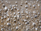 Buy Snow Covering Wildflowers in Winter Flagstaff, Arizona at AllPosters.com