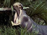 The Gaping and Deadly Jaws of a Yawning Pygmy Hippopotamus, Melbourne Zoo, Australia