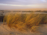 Sand Dunes at Oso Flaco Nature Conservancy, Pismo Beach, California