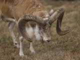 Transcaspian Urial at the Rolling Hills Zoo