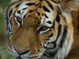 Siberian Tiger at the Sunset Zoo, Kansas