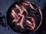 Buy Shrimp in a Bucket on a Boat Off Key West, Florida at AllPosters.com
