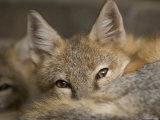 Swift Fox at the Omaha Zoo, Nebraska