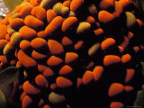 The Colonial Cnidarian Aka Wandering Jelly Bean or Swimming Anemone, Australia