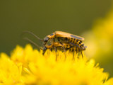 Soldier Beetles Mating on Goldenrod Solidago at Spring Creek Prairie