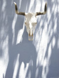 Buy Skull and Horns Hanging on Blue Wall, California at AllPosters.com