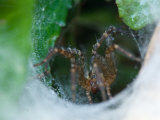 Spider Climbs Out of It's Cone-Like Web, Elkhorn, Nebraska