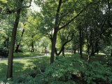 Scenic and Shady Central Park Garden Pathway on a Summers Afternoon, New York