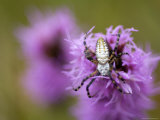Silver Orb Banded Argiopi Spider Rests on a Purple Gayfeather