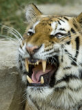 Siberian Tiger Growls and Shows its Teeth at the Henry Doorly Zoo, Nebraska