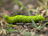 Buy Tomato Horned Worm's Green Color Stands Out against the Ground at AllPosters.com