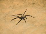 Unknown Spider in the Actun Tunichil Muknal Cave on Sand Floor, Belize