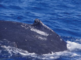 The Dorsal Fin of a Vulnerable Southern Humpback Whale Diving Deep, Australia