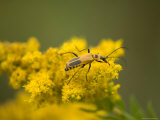 Soldier Beetle on a Goldenrod