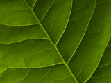 Buy The Veins of a Leaf Found at Spring Creek Prairie near Denton at AllPosters.com
