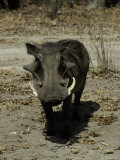 Ugly Hostile Warthog Face-On with Large Tusks Threatens to Charge