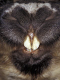 Buy Southern Hairy-Nosed Wombat Incisor Teeth and Nose Snout Detail, Australia at AllPosters.com