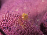Buy Sea Anemone Shrimp and Pink Host Sea Anemone, Thor Amboinensis, Lau islands, Fiji at AllPosters.com