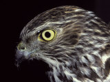The Piercing Stare of a Brown Goshawk's Yellow Eye, Melbourne Zoo, Australia