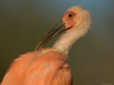 Scarlet Ibis at the Sedwick County Zoo