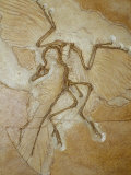 The Earliest Bird, Archaeopteryx, Fossil Skeleton with Feathers