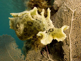 Spotted Sea Hare Grazing on Algae, Belize