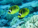 Two Racoon Butterflyfish, Takapoto Atoll, French Polynesia