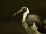 Straw-Necked Ibis from the Omaha Zoo, Nebraska