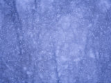 Buy Snow Falling in the Forest at AllPosters.com