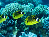 Several Racoon Butterflyfish, Takapoto Atoll, French Polynesia