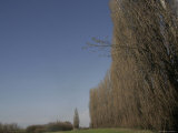 Buy Tall Trees Outline a Green Field against Blue Sky, Bologna, Italy at AllPosters.com