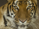 Siberian Tiger from the Omaha Zoo, Nebraska