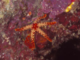 Sea Star, Fromia Monilis on Coral Reef, Solomon Islands