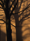 Tree Casts a Duplicate Shadow on a Brick Wall