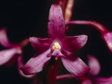 The Deep Pink Petals of the Wildflower Native Hyacinth Orchid, Australia