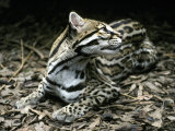 Secretive Ocelot Rests in the Understorey on Forest Leaf Litter, Melbourne Zoo, Australia