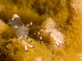 Buy Small Translucent Shrimp in its Host Anemone, Malapascua Island, Philippines at AllPosters.com