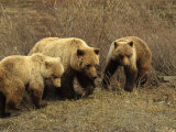 Sow Grizzly with Cubs, Alaska