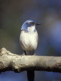 Scrub Jay Perched at el Capitan Canyon, California