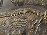 The Ribs and Spine of Ichthyosaur Fossil Stenopterygius Quadriscissus, Australia