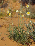 The Poached Egg Daisy Emerges from Red Desert Sands, Australia