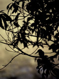 The Silhouette of a Kingfisher Roosting in a Tree at Sunset