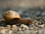 Snail on a Gravel Path at the Sunset Zoo